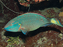 %_tempFileName2014-02-14_02_Utila_Black_Coral_Wall-27%