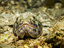 %_tempFileName2014-02-14_02_Utila_Black_Coral_Wall-32%