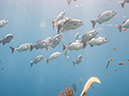 %_tempFileName2014-02-14_02_Utila_Black_Coral_Wall-35%