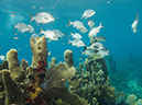 %_tempFileName2014-02-14_02_Utila_Black_Coral_Wall-37%