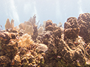 %_tempFileName2014-02-14_02_Utila_Black_Coral_Wall-4%