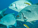 %_tempFileName2014-02-14_02_Utila_Black_Coral_Wall-40%