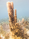 %_tempFileName2014-02-14_02_Utila_Black_Coral_Wall-41%