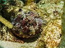 %_tempFileName2014-02-14_02_Utila_Black_Coral_Wall-63%