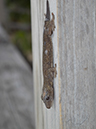 %_tempFileName2014-02-14_04_Utila_Deep_Blue_resort-4%