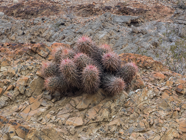 %_tempFileName2015-01-09_01_Marble_Canyon-1090255%