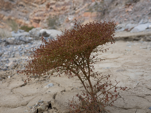 %_tempFileName2015-01-09_01_Marble_Canyon-1090265%