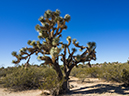 %_tempFileName2015-01-06_01_Arizona_Joshua_Forest_Scenic_Parkway-1062042%