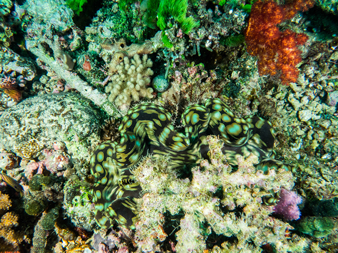 %_tempFileName2015-03-22_02_Namena_Marine_Reserve_Save_a_Tack_Wall-3220394%