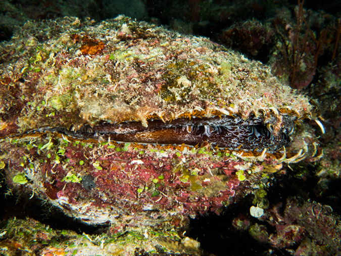 %_tempFileName2015-03-22_03_Namena_Marine_Reserve_Arch_to_Kansas-3220014%