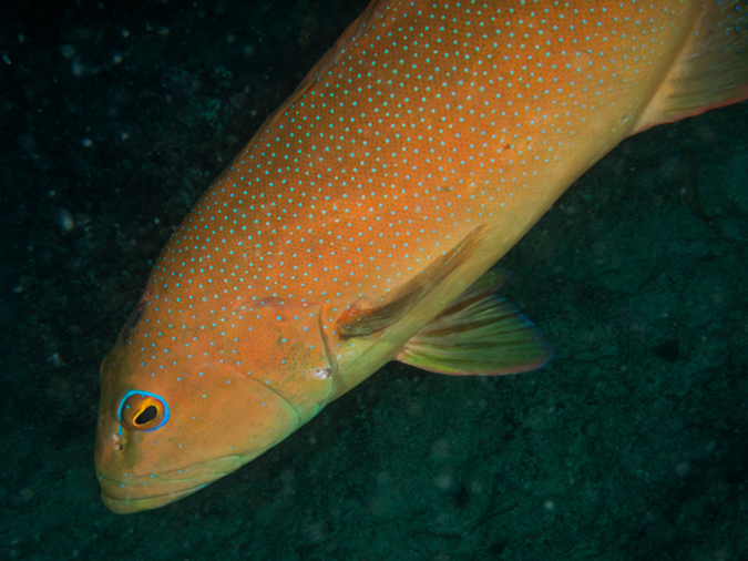%_tempFileName2015-03-22_03_Namena_Marine_Reserve_Arch_to_Kansas-3220026%