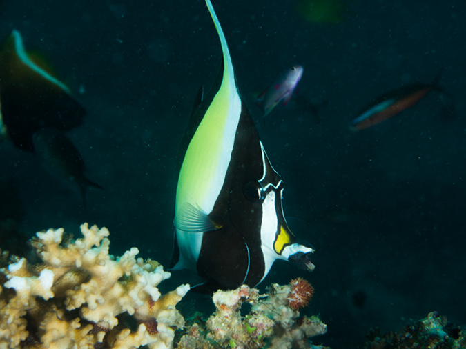 %_tempFileName2015-03-22_03_Namena_Marine_Reserve_Arch_to_Kansas-3220033%