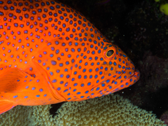 %_tempFileName2015-03-23_02_Namena_Marine_Reserve_Neds_Nuts-3230438%