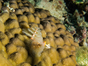 %_tempFileName2015-03-22_02_Namena_Marine_Reserve_Save_a_Tack_Wall-3220367%