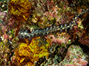 %_tempFileName2015-03-22_02_Namena_Marine_Reserve_Save_a_Tack_Wall-3220387%
