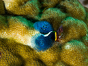 %_tempFileName2015-03-22_02_Namena_Marine_Reserve_Save_a_Tack_Wall-3220397%
