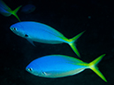 %_tempFileName2015-03-22_03_Namena_Marine_Reserve_Arch_to_Kansas-3220007%