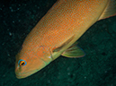 %_tempFileName2015-03-22_03_Namena_Marine_Reserve_Arch_to_Kansas-3220026%