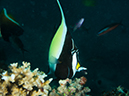 %_tempFileName2015-03-22_03_Namena_Marine_Reserve_Arch_to_Kansas-3220033%
