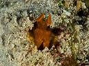 %_tempFileName2015-03-23_01_Namena_Marine_Reserve_Grand_Central-3230432%