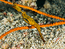 %_tempFileName2015-03-23_03_Namena_Marine_Reserve_Chmneys-3230088%