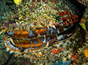 %_tempFileName2015-03-23_03_Namena_Marine_Reserve_Chmneys-3230107%