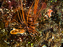 %_tempFileName2015-03-23_04_Namena_Marine_Reserve_Nemo-3230143%