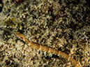 %_tempFileName2015-03-23_04_Namena_Marine_Reserve_Nemo-3230147%