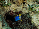 %_tempFileName2015-03-24_03_Namena_Marine_Reserve_Black_Forest-3240212%