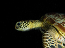 %_tempFileName2015-03-24_04_Makogai_P_and_O-3240258%