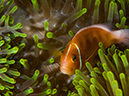 %_tempFileName2015-03-25_01_Wakaya_Vatu_Vai-3250598%