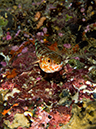 %_tempFileName2015-03-26_01_Gau_Island_Jims_Ally-3260688%