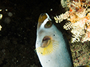 %_tempFileName2015-03-26_02_Gau_Island_Antmais_Ave-3260724%