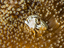 %_tempFileName2015-03-26_02_Gau_Island_Antmais_Ave-3260729%