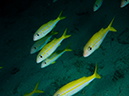 %_tempFileName2015-03-26_04_Gau_Island_Nigali_Passage-3260389%
