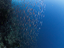 %_tempFileName2015-03-27_02_Vatu-I-Ra_Mt_Mutiny-3270866%