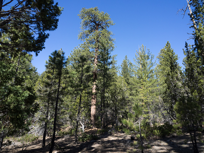 %_tempFileName2015-04-18_01_Riggs_Loop-4180696%