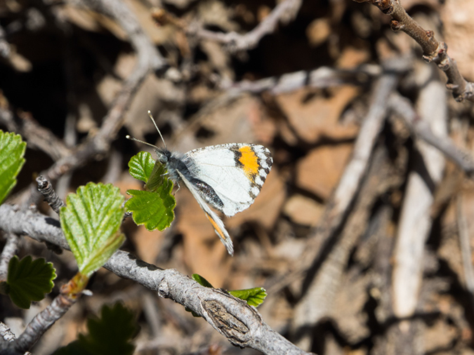 %_tempFileName2015-04-18_01_Riggs_Loop-4180708%