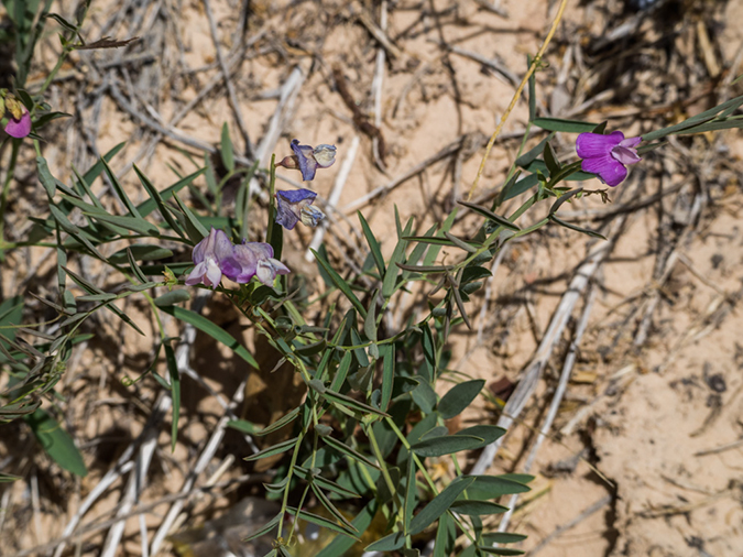 %_tempFileName2015-04-19_01_Red_Hollow-4190790%