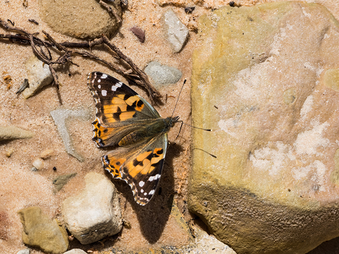 %_tempFileName2015-04-19_01_Red_Hollow-4190802%