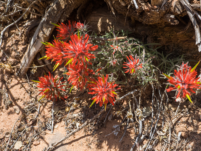 %_tempFileName2015-04-19_03_Zion_NP_Overlook_Trail-4190812%