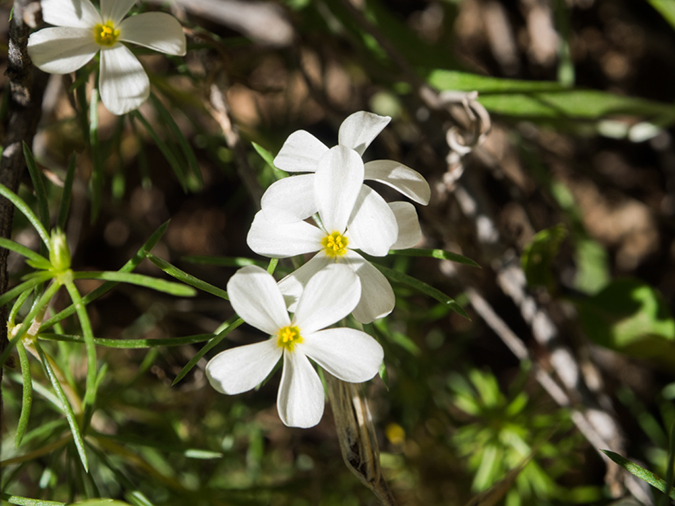 %_tempFileName2015-04-20_01_Angels_Landing_Trail-4200913%