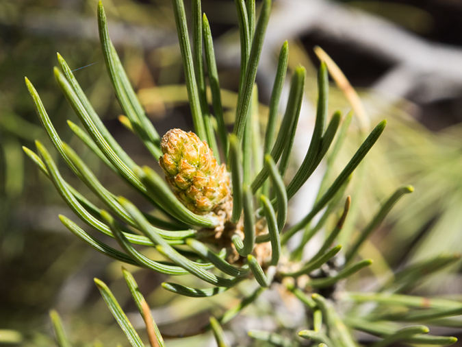 %_tempFileName2015-04-22_02_Kolob_Canyon-4221164%