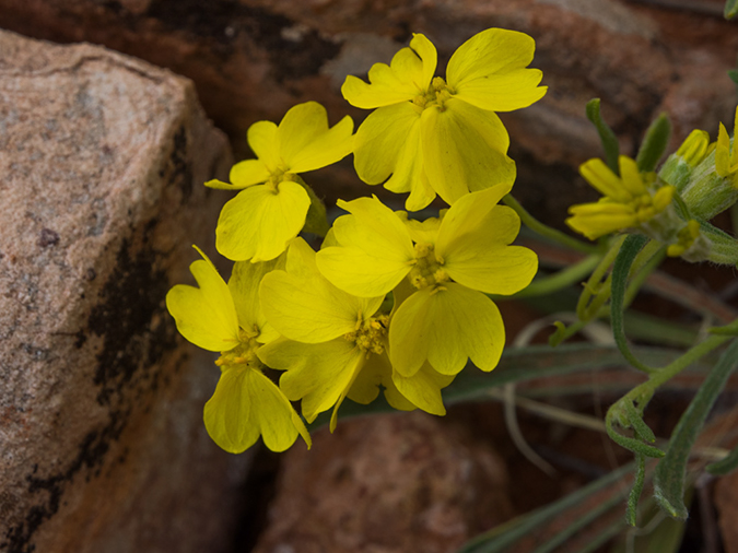 %_tempFileName2015-04-23_03_Kanab_Cottonwood_Trail-4231193%