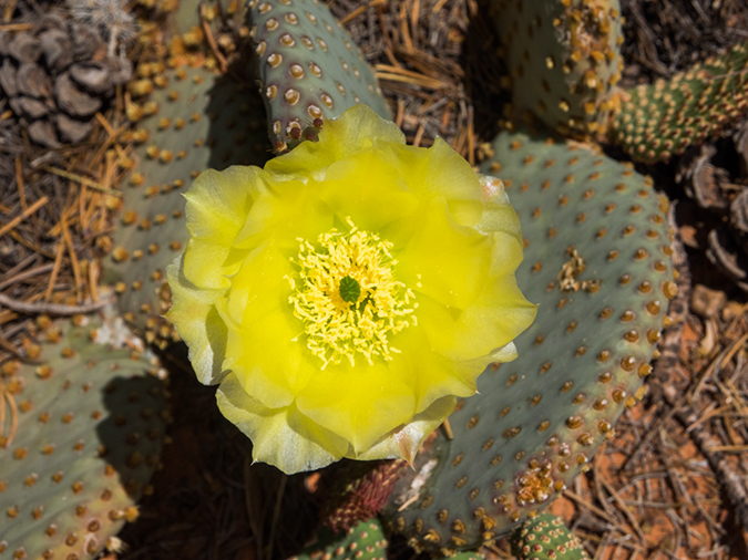 %_tempFileName2015-04-23_03_Kanab_Cottonwood_Trail-4231207%