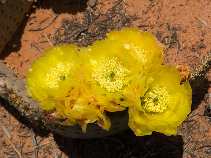 %_tempFileName2015-04-23_03_Kanab_Cottonwood_Trail-4231214%