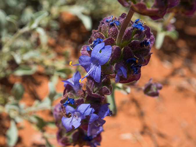 %_tempFileName2015-04-23_03_Kanab_Cottonwood_Trail-4231236%