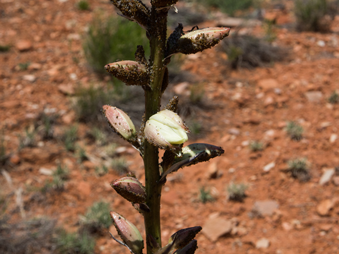 %_tempFileName2015-04-23_03_Kanab_Cottonwood_Trail-4231237%