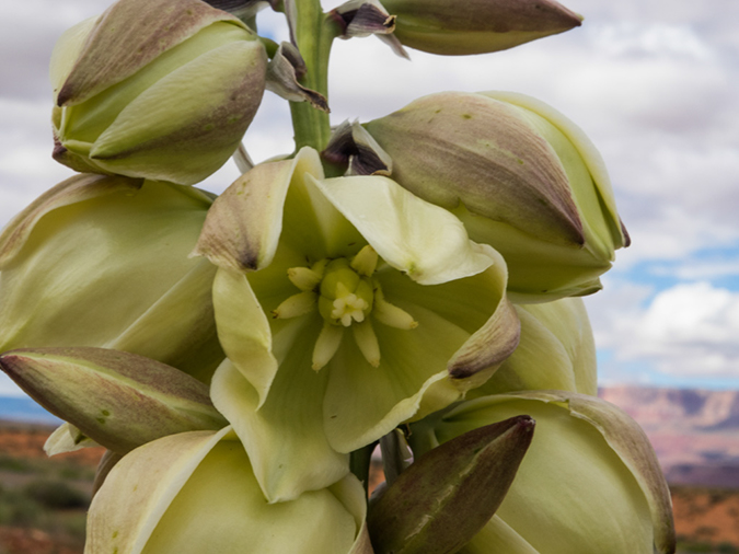 %_tempFileName2015-04-26_01_Kanab_to_Scottsdale-4261394%