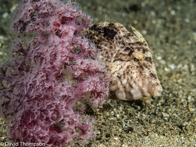%_tempFileName2015-05-06_01_Coconut-5060411%